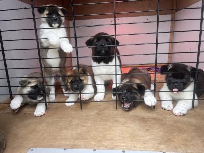 American Akita puppies in Galway