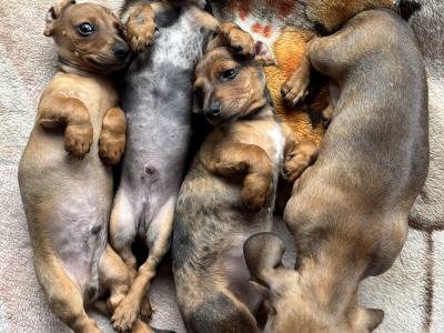 Miniature Dapple Dachshund puppies available now in Westmeath