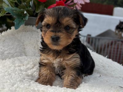 Miss Tiny  Tot is a female T Cup Yorkshire Terrier puppy in Wexford