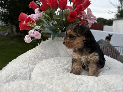 Miss Tiny  Tot is a female T Cup Yorkshire Terrier puppy in Wexford