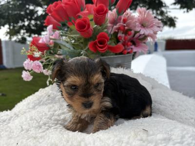 Miss Tiny  Tot is a female T Cup Yorkshire Terrier puppy in Wexford