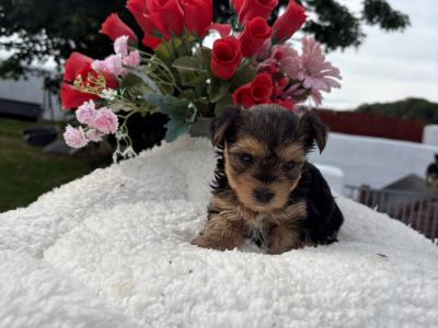 Miss Tiny  Tot is a female T Cup Yorkshire Terrier puppy in Wexford