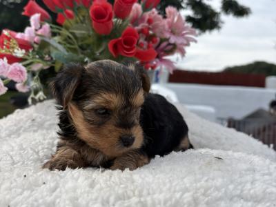 Miss Tiny  Tot is a female T Cup Yorkshire Terrier puppy in Wexford