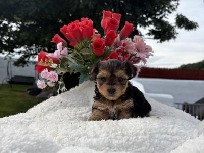 Miss Tiny  Tot is a female T Cup Yorkshire Terrier puppy in Wexford
