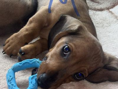 Miniature Dapple Dachshund puppies available now in Westmeath