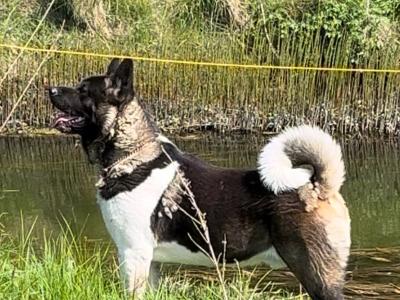 American Akita puppies in Galway