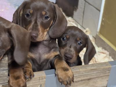 IKC Registered (pending) Miniature Smooth Haired Dachshund puppies for sale in Tipperary - €1300