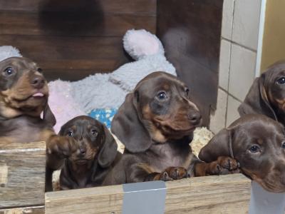 IKC Registered (pending) Miniature Smooth Haired Dachshund puppies for sale in Tipperary - €1300