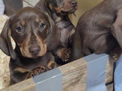 IKC Registered (pending) Miniature Smooth Haired Dachshund puppies for sale in Tipperary - €1300
