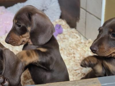 IKC Registered (pending) Miniature Smooth Haired Dachshund puppies for sale in Tipperary - €1300