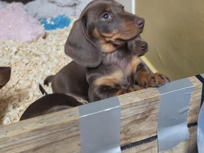 IKC Registered (pending) Miniature Smooth Haired Dachshund puppies for sale in Tipperary - €1300
