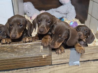 IKC Registered (pending) Miniature Smooth Haired Dachshund puppies for sale in Tipperary - €1300