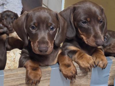IKC Registered (pending) Miniature Smooth Haired Dachshund puppies for sale in Tipperary - €1300