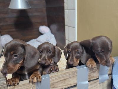 IKC Registered (pending) Miniature Smooth Haired Dachshund puppies for sale in Tipperary - €1300