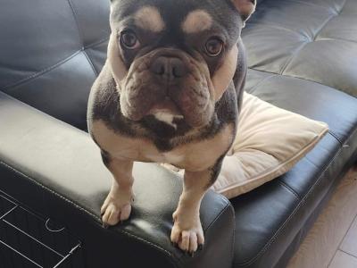 Nala is an IKC Registered female French Bulldog for sale in Dublin