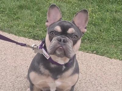Nala is an IKC Registered female French Bulldog for sale in Dublin