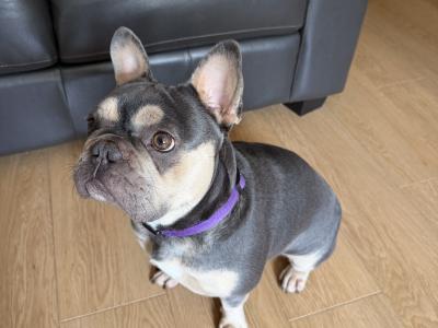 Nala is an IKC Registered female French Bulldog for sale in Dublin