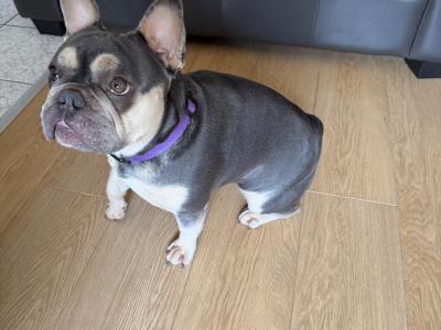 Nala is an IKC Registered female French Bulldog for sale in Dublin