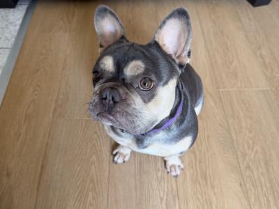 Nala is an IKC Registered female French Bulldog for sale in Dublin