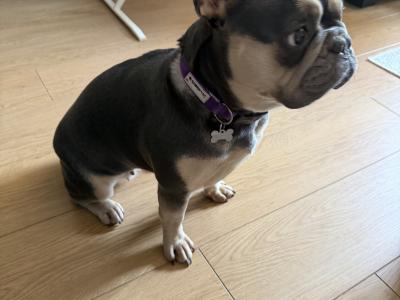 Nala is an IKC Registered female French Bulldog for sale in Dublin