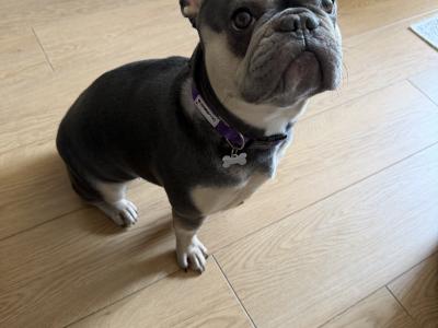 Nala is an IKC Registered female French Bulldog for sale in Dublin