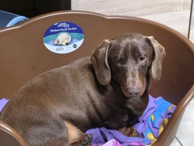 IKC Registered (pending) Miniature Smooth Haired Dachshund puppies for sale in Tipperary - €1300