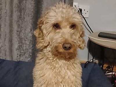 Lovely Friendly male Cockapoo for sale in Mayo