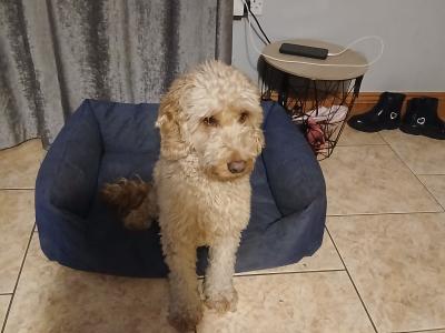 Lovely Friendly male Cockapoo for sale in Mayo