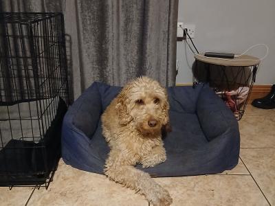 Lovely Friendly male Cockapoo for sale in Mayo