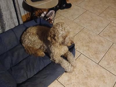 Lovely Friendly male Cockapoo for sale in Mayo