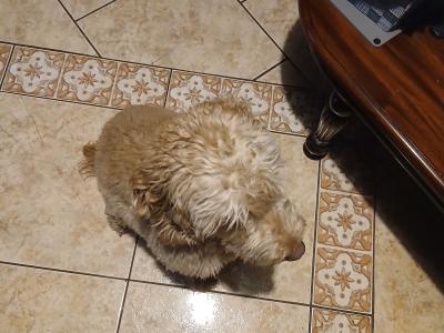 Lovely Friendly male Cockapoo for sale in Mayo