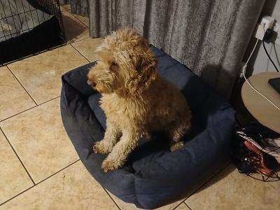 Lovely Friendly male Cockapoo for sale in Mayo