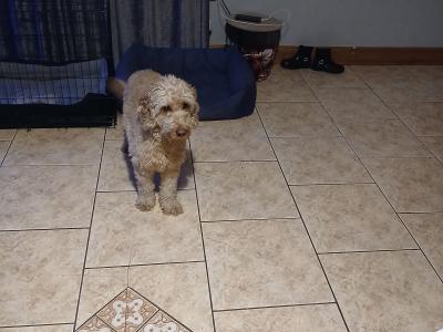 Lovely Friendly male Cockapoo for sale in Mayo