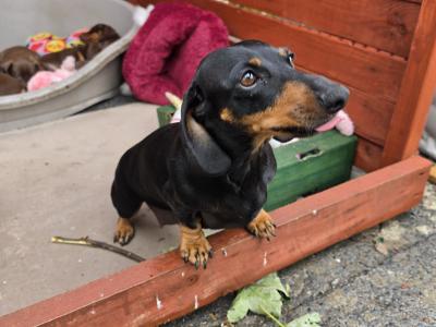 IKC Registered (pending) Miniature Smooth Haired Dachshund puppies for sale in Tipperary - €1300