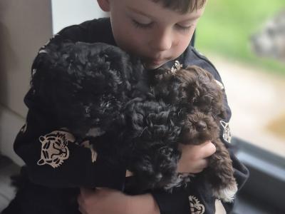 Poochon puppies in Kerry - Unique colours