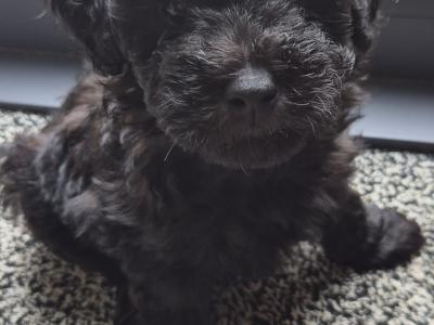 Poochon puppies in Kerry - Unique colours