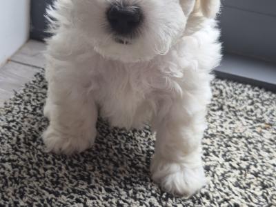 Poochon puppies in Kerry - Unique colours