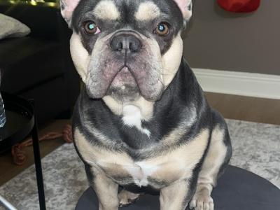 Nala is an IKC Registered female French Bulldog for sale in Dublin