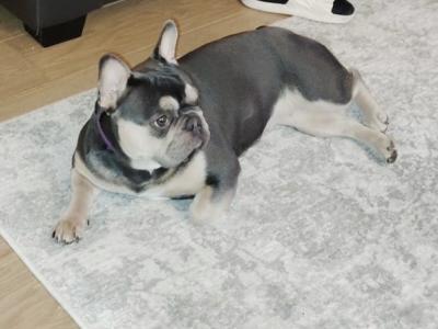 Nala is an IKC Registered female French Bulldog for sale in Dublin
