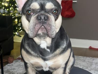 Nala is an IKC Registered female French Bulldog for sale in Dublin