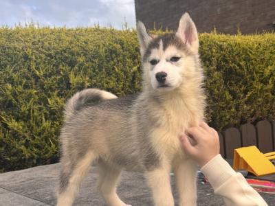 Siberian Husky puppies in Tyrone