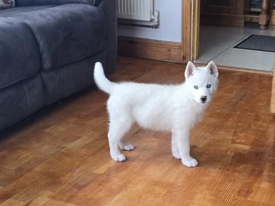 Husky X puppies in Mayo