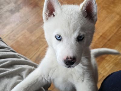 Husky X puppies in Mayo