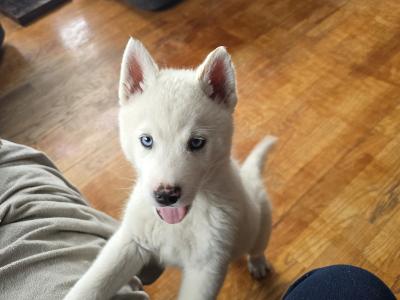 Husky X puppies in Mayo