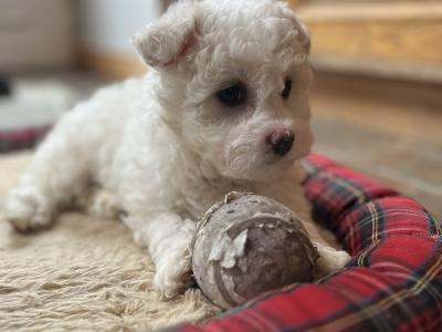 Shih Tzu x Bichon Frise puppies in Sligo