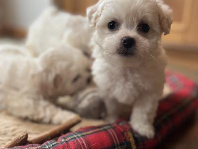 Shih Tzu x Bichon Frise puppies in Sligo