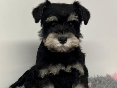 Adorable Black / Silver miniature Schnauzer puppies in Cavan – ready to Melt Your Heart!🐾🖤