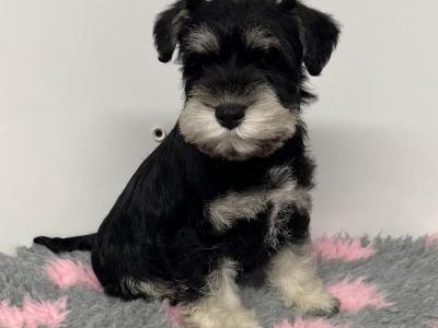Adorable Black / Silver miniature Schnauzer puppies in Cavan – ready to Melt Your Heart!🐾🖤