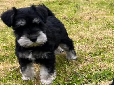 Adorable Black/ Silver miniature Schnauzer puppies from genetically health tested parents in Cavan 🐾