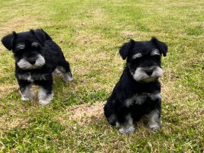 Adorable Black / Silver miniature Schnauzer puppies in Cavan – ready to Melt Your Heart!🐾🖤